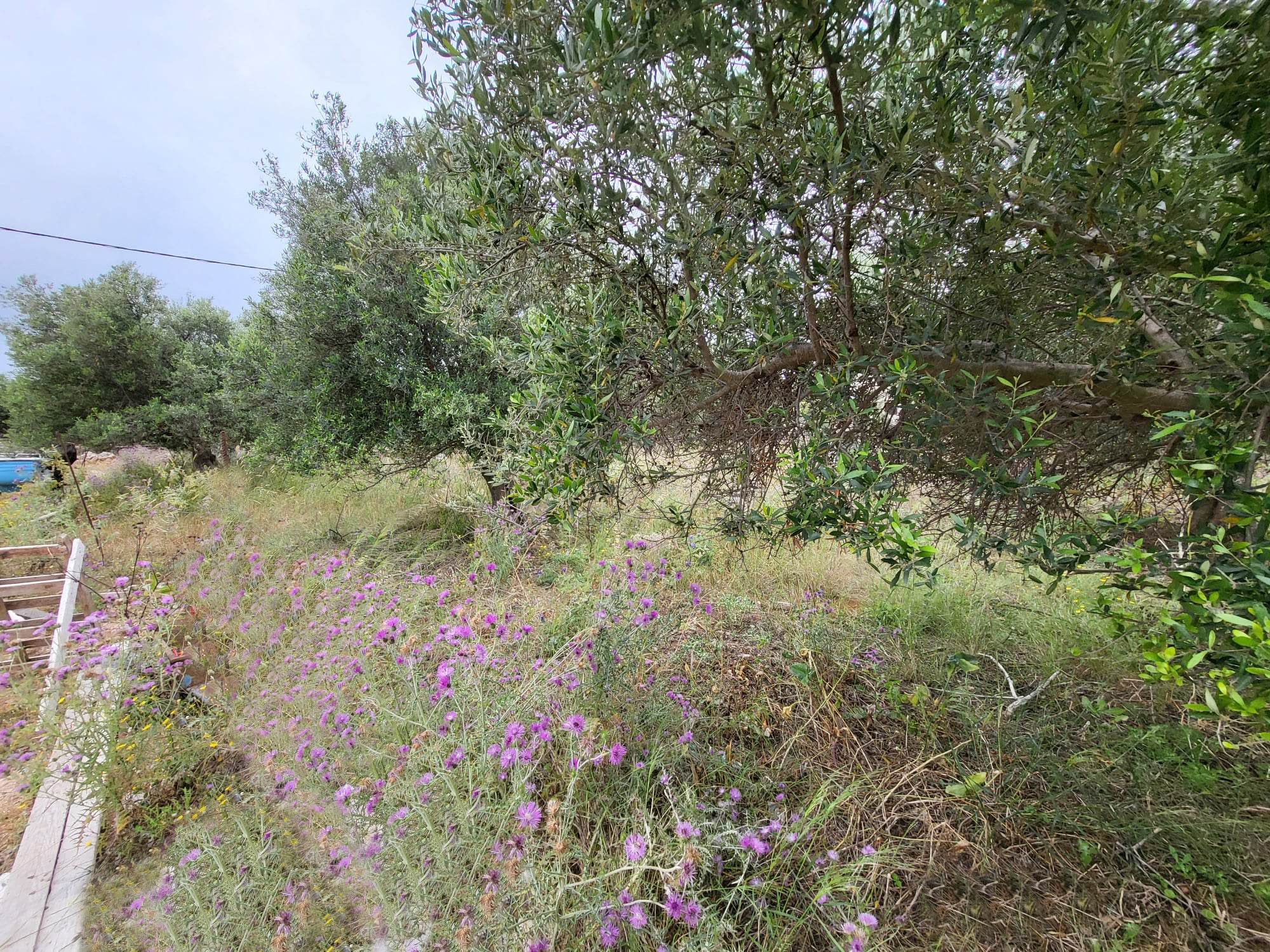 Land for sale in Drapanos Apokoronas. ID 03-2627