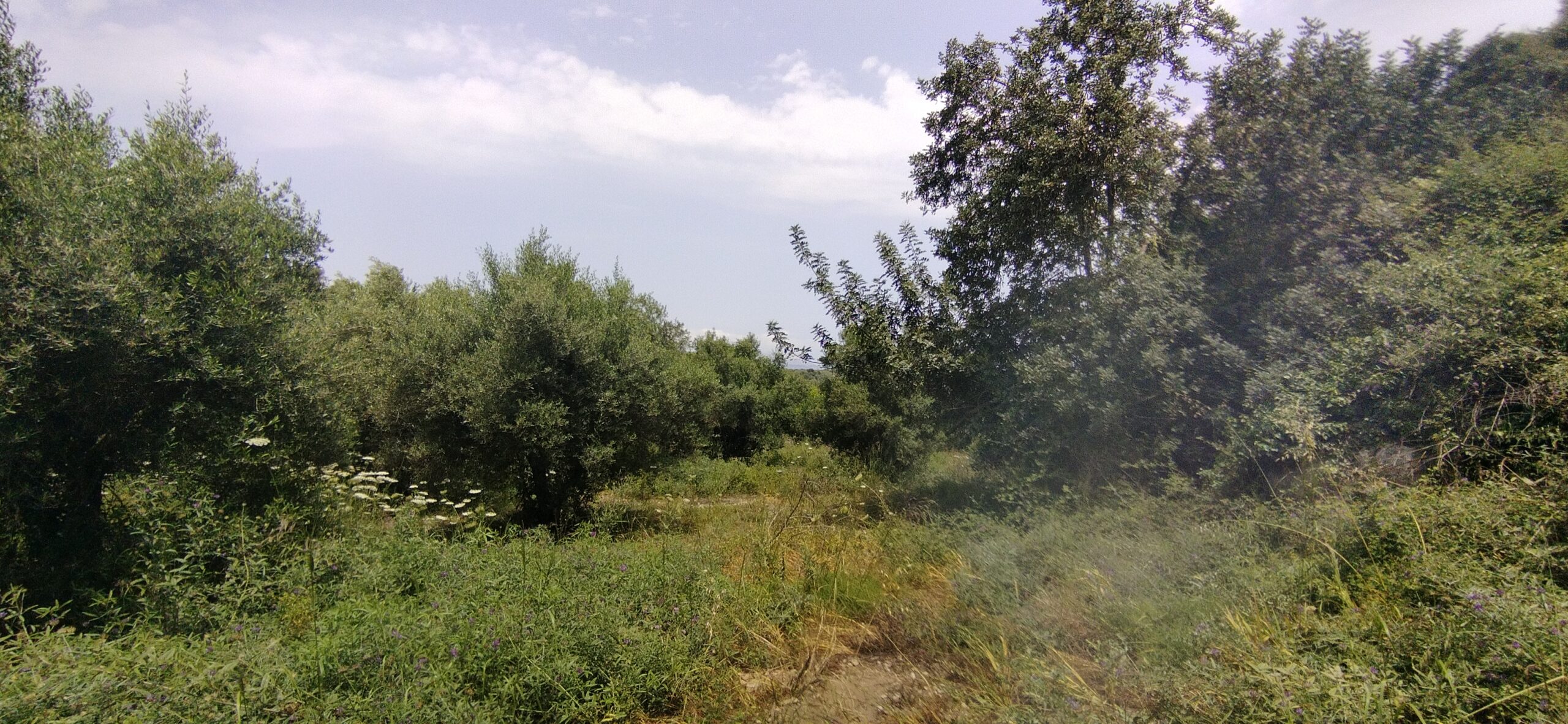 Land with a building permit for sale in Tsivaras. ID 03-2615