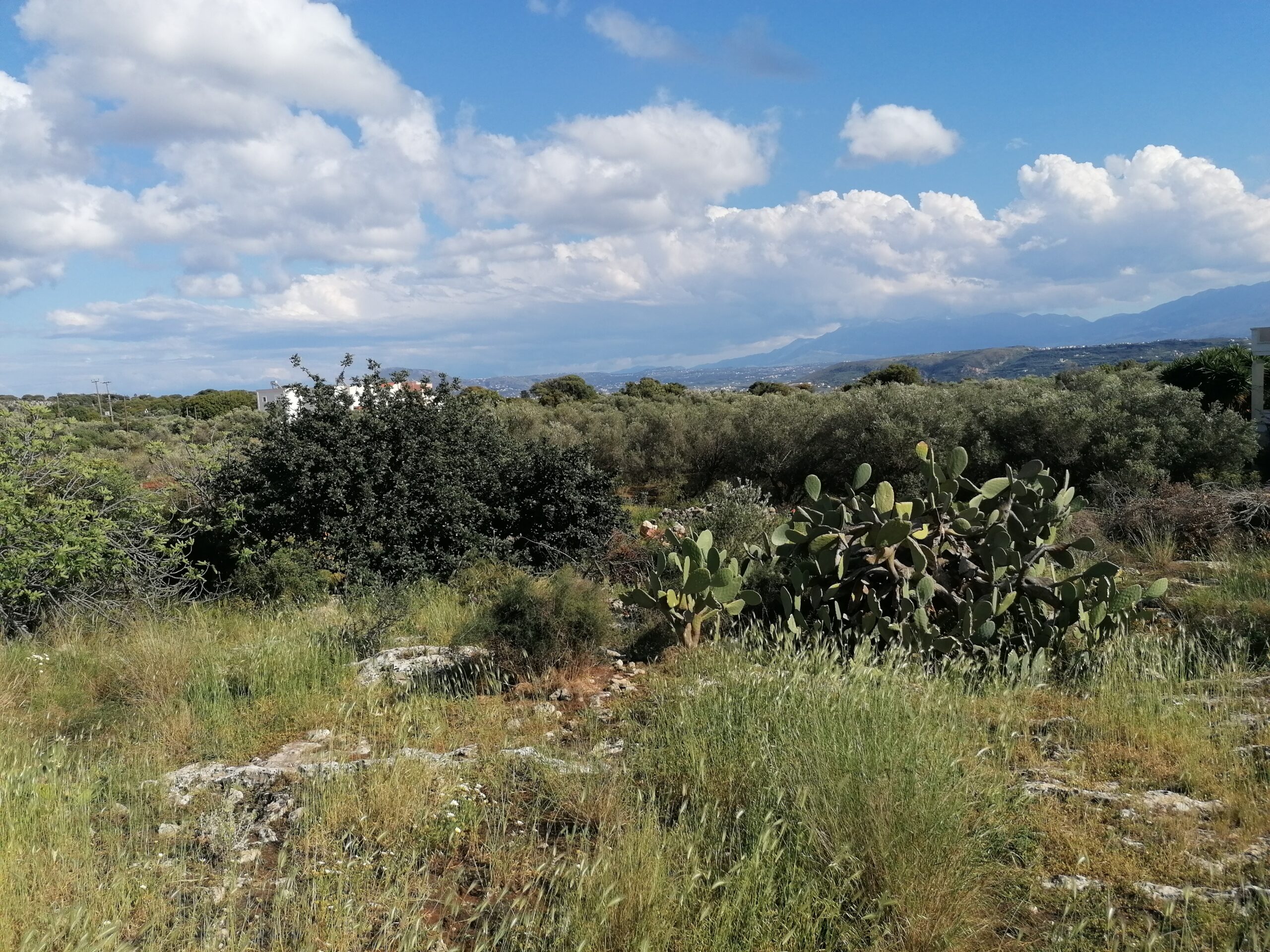 Land for Sale in Aroni. ID 03-2585