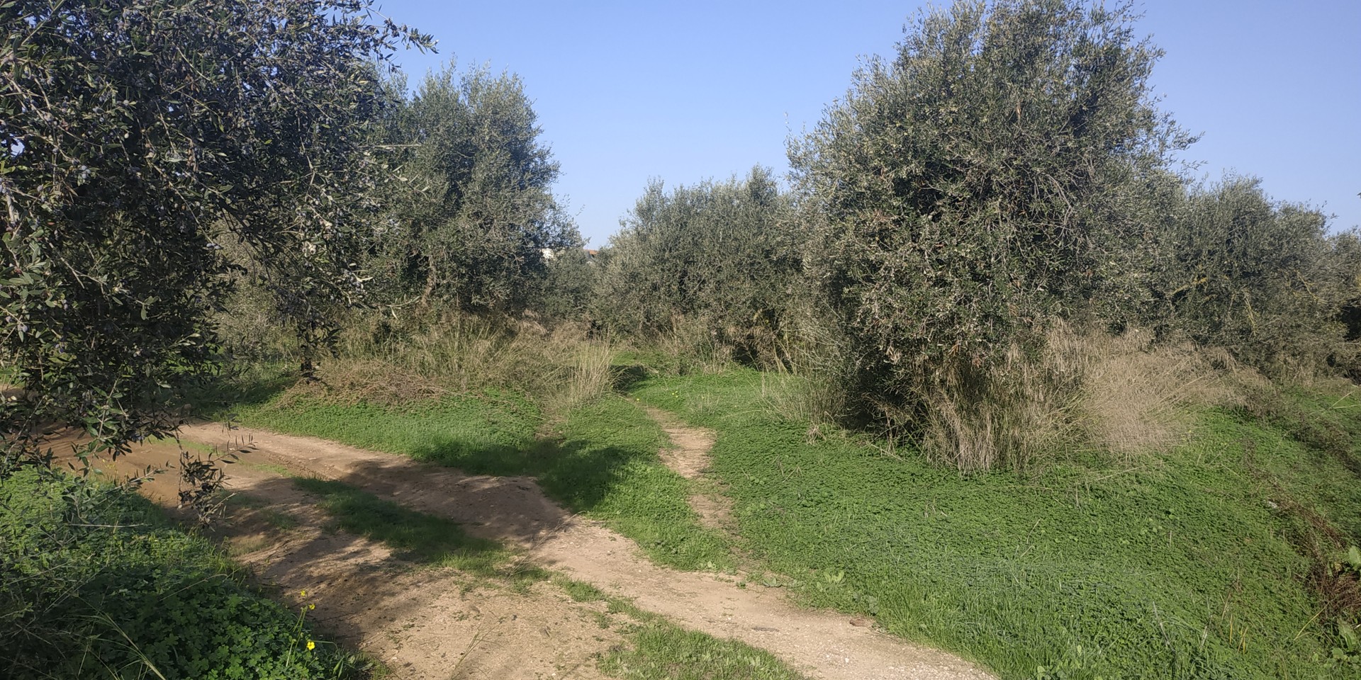 Land for sale near Chania. ID 03-2515