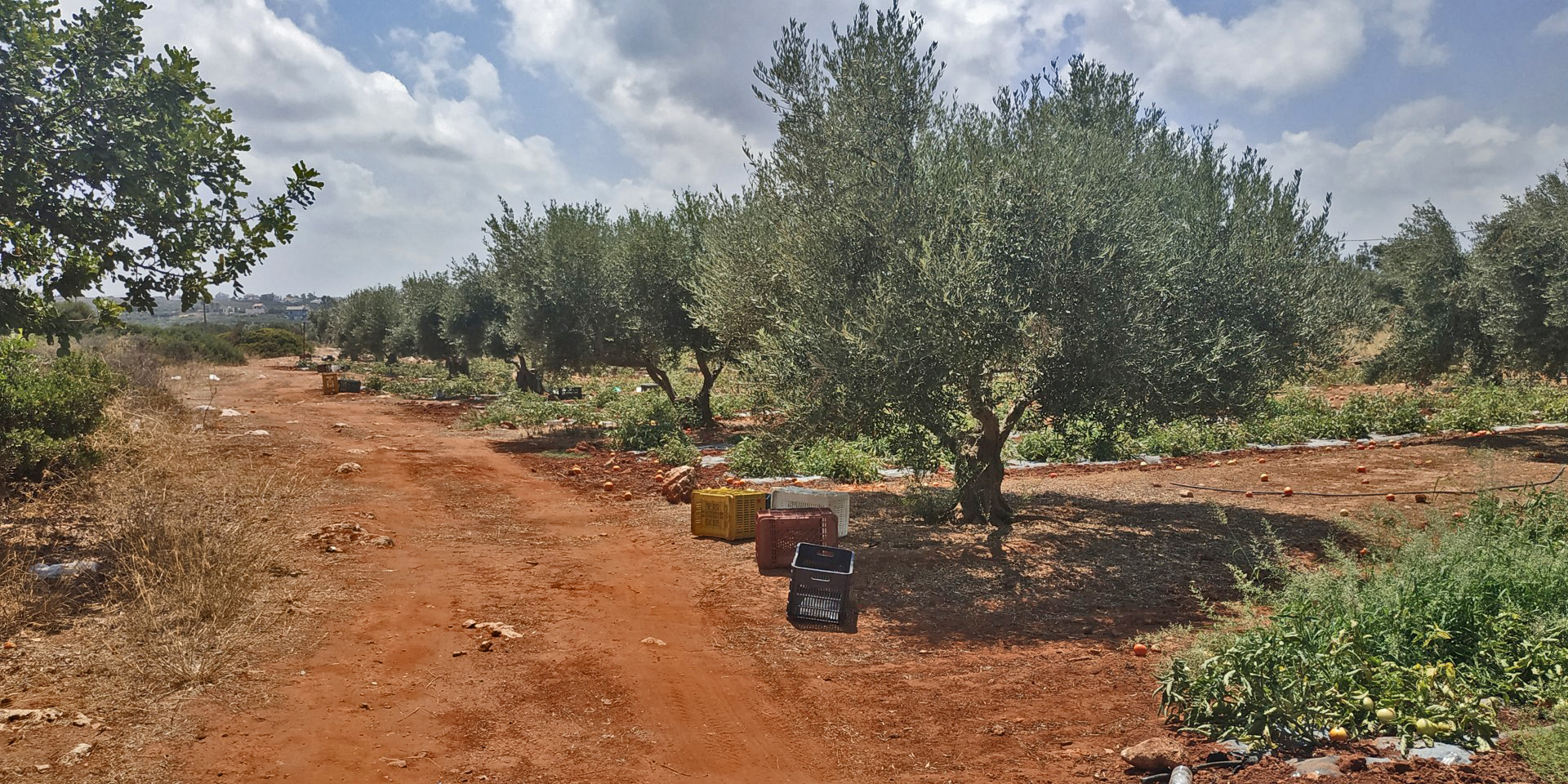 Plot for sale in Stavros Chania. ID 03-2435