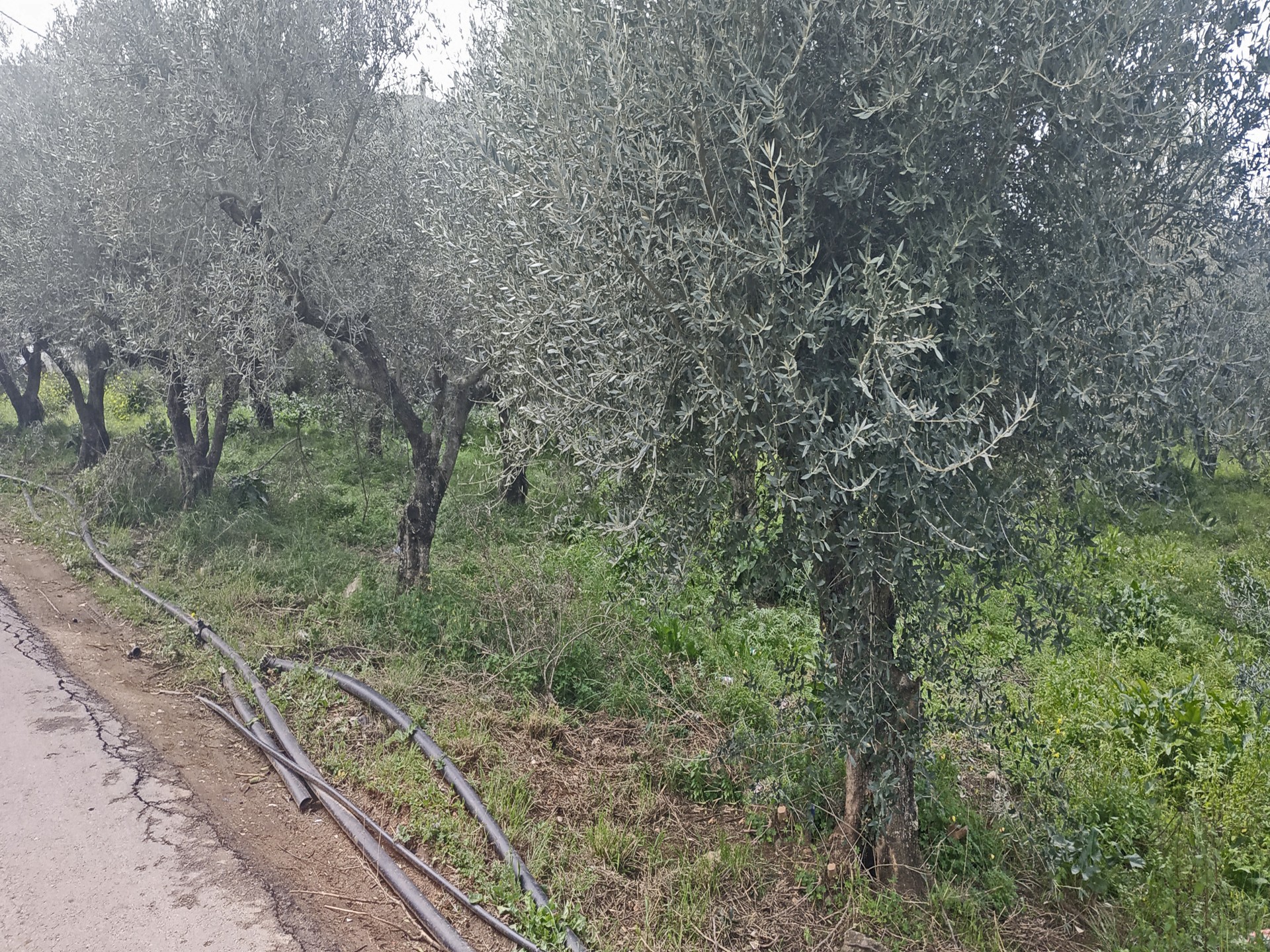 Plot for sale in Nerokourou. ID 03-2296