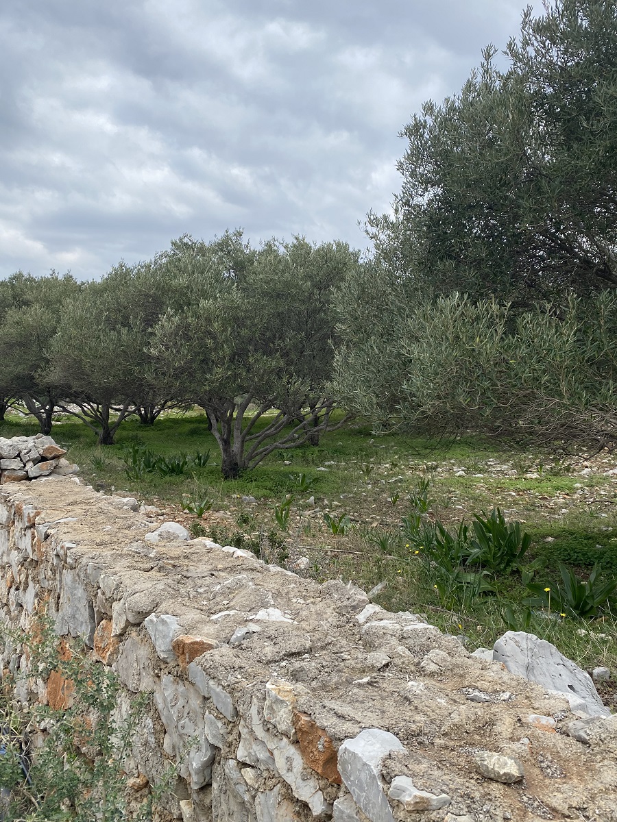 Plot for sale near Agios Nikolaos. ID 33-2256