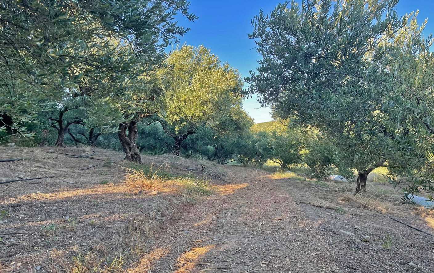 Olive Grove for sale in Loutraki Platania. ID 03-2086