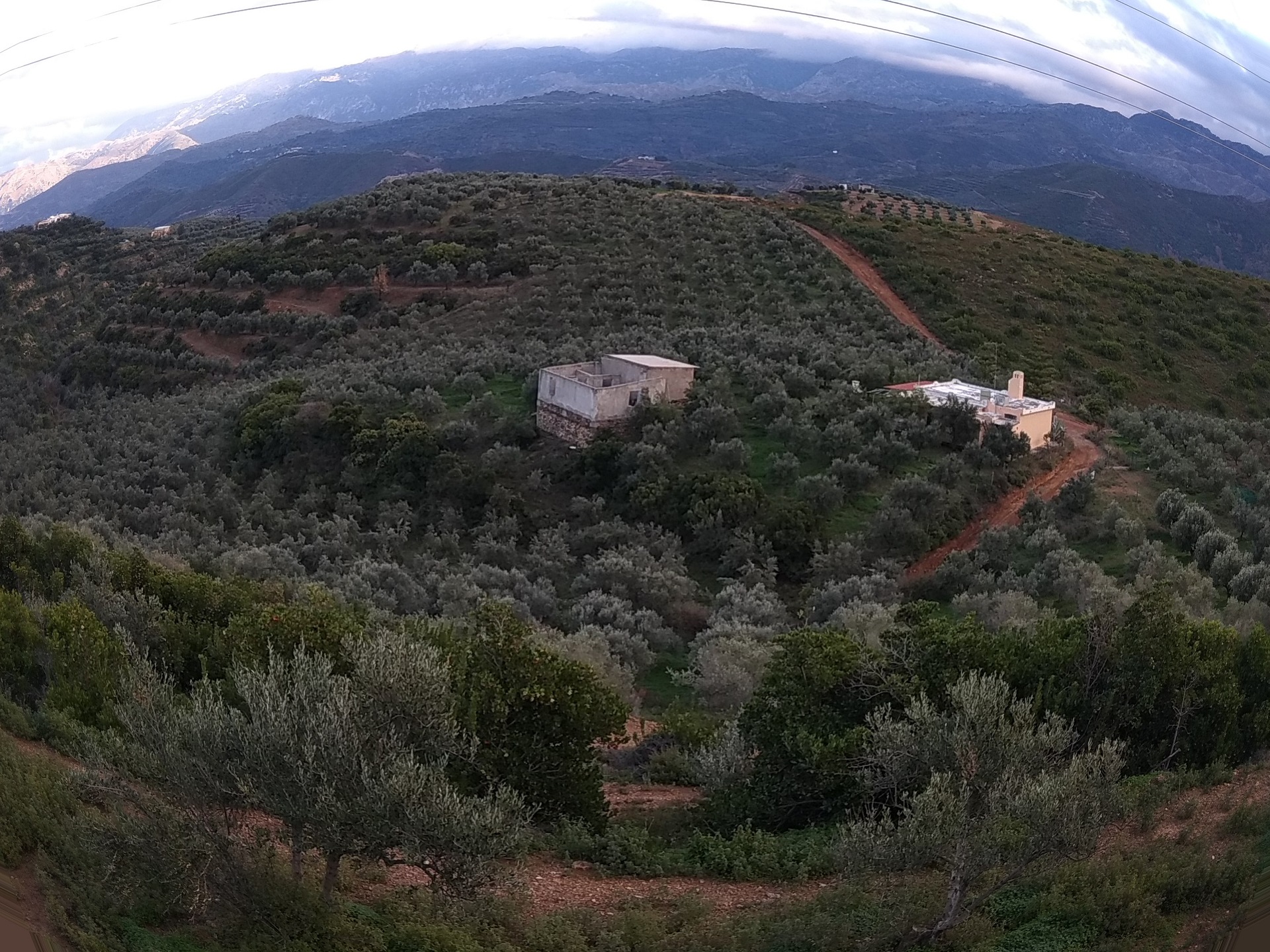 Land with 2.300 olive trees for sale in Nea Roumata Platanias. ID 03-2073