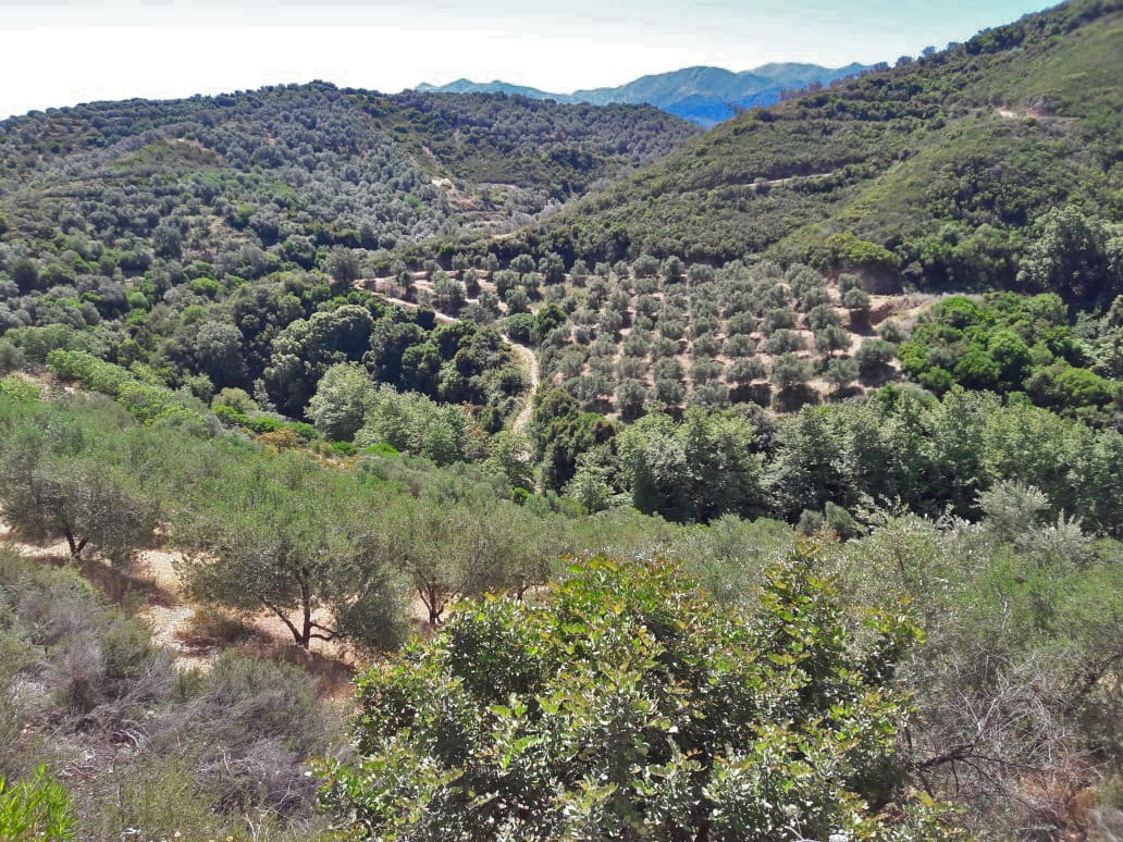 Land for sale in Alikianos Chania. ID 03-2038