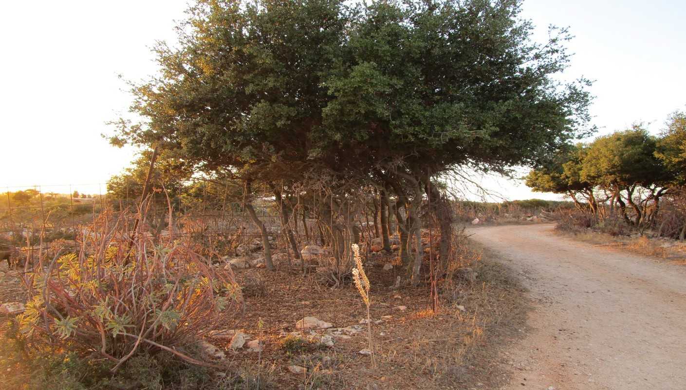 Land for sale in Sternes Akrotiri Chania. ID 03-1909