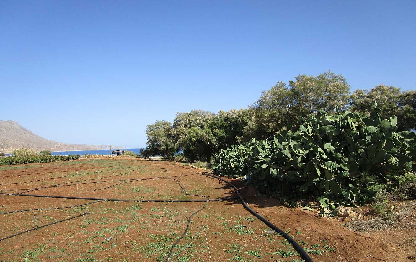 Land for sale in Kissamos Chania. ID 03-1900