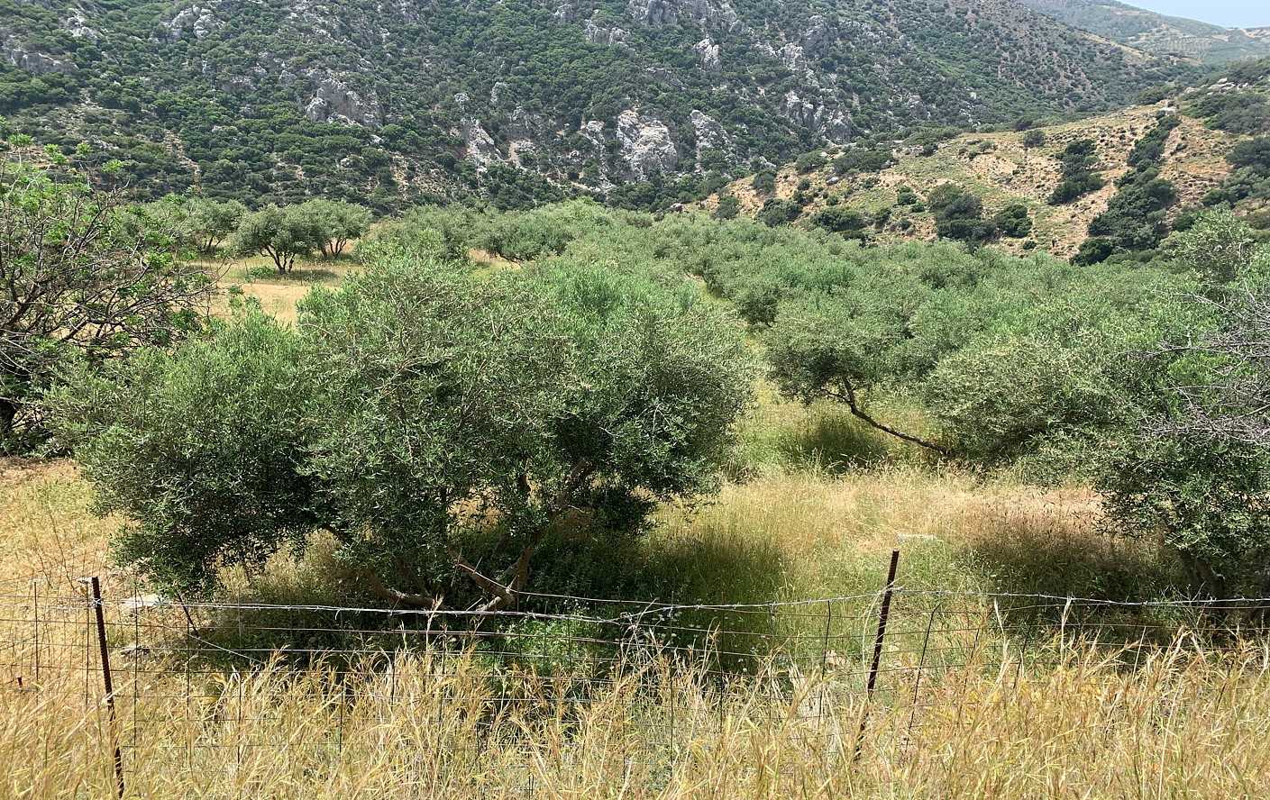 Plot for sale in Azogires Paleochora. ID 03-1845