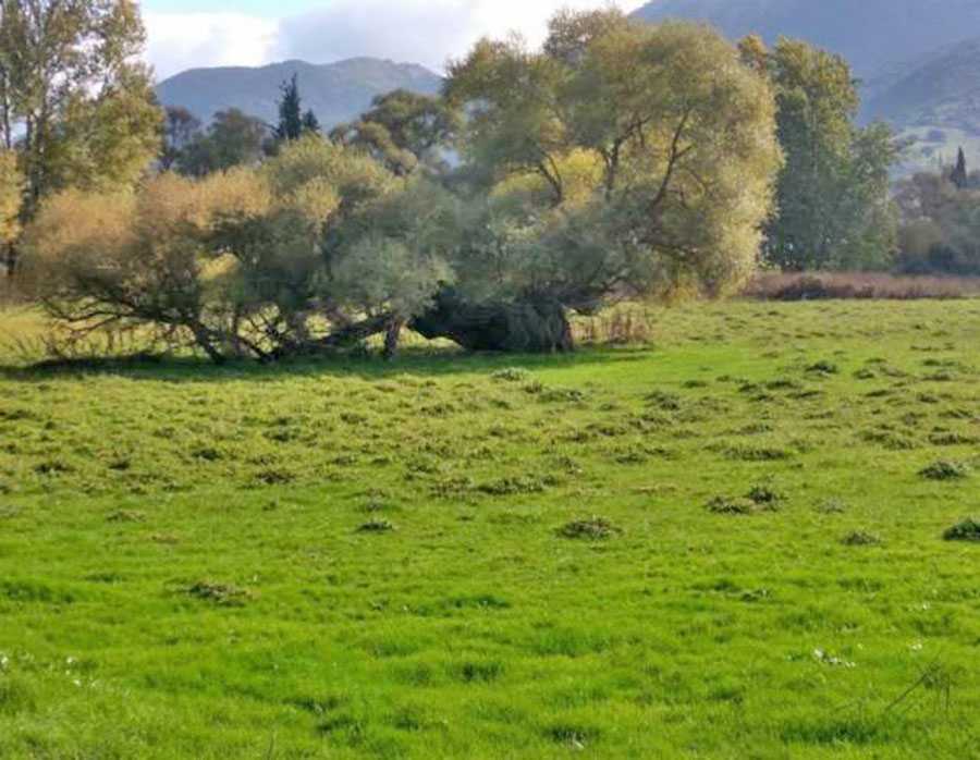 Voula Plot for sale. ID A3-1834