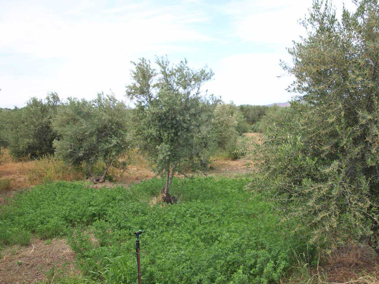 Plot for sale in Dionysos Athens. ID A3-1804
