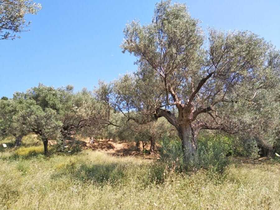 Plot for sale in Ekali Athens. ID A3-1805