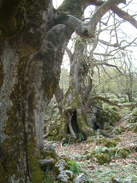 Stone Built Estate for Sale in Crete. ID NP-477