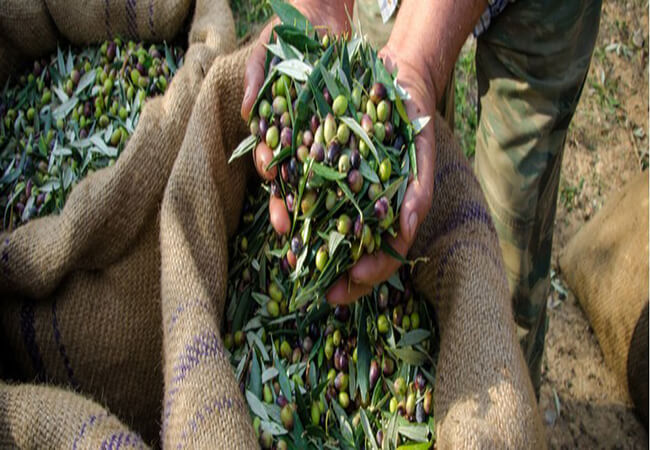 Olive trees for sale in Crete. ID 03-1631