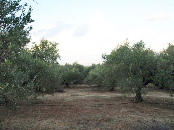 Crete property for sale. ID 03-1482