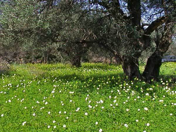 Crete Land. ID 03-1055