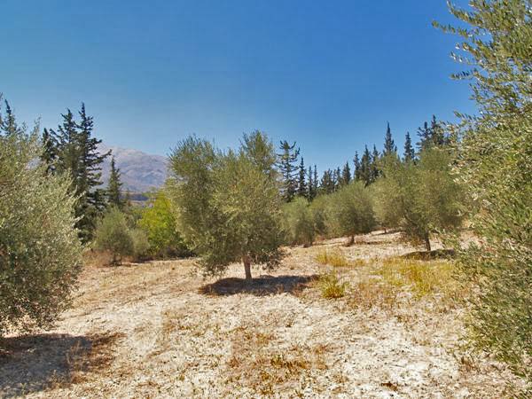 Plot for sale in the Apokoronas. ID 03-485
