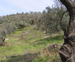 Sea View land for sale in Crete. ID 03-218