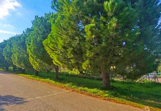 Land for sale in Akrotiri, Chania. ID 03-1713