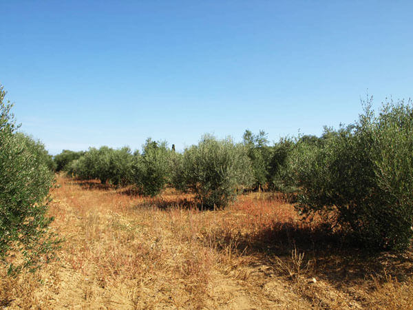 Plot for sale in Crete. ID 03-1567