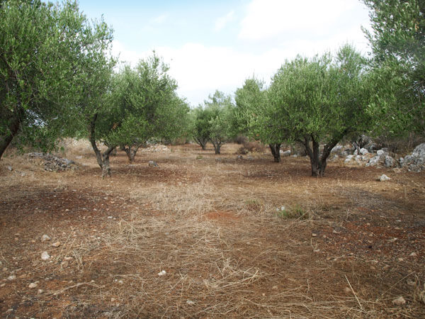 Plot for sale east of Chania. ID 03-1343