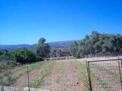 Small vineyard in quiet location in Crete for sale. ID 13-243