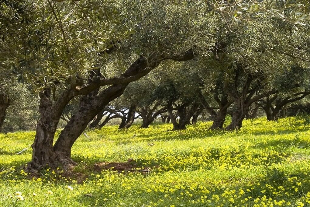 Plot with 280 olive trees for sale in Chania. ID 03-1706