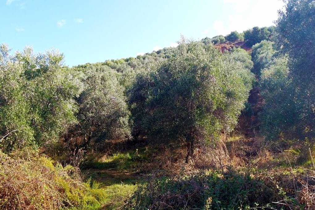 Plot with an olive grove for sale in Chania. ID 03-1703