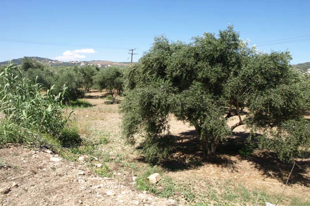 Land in Crete. ID 03-1614
