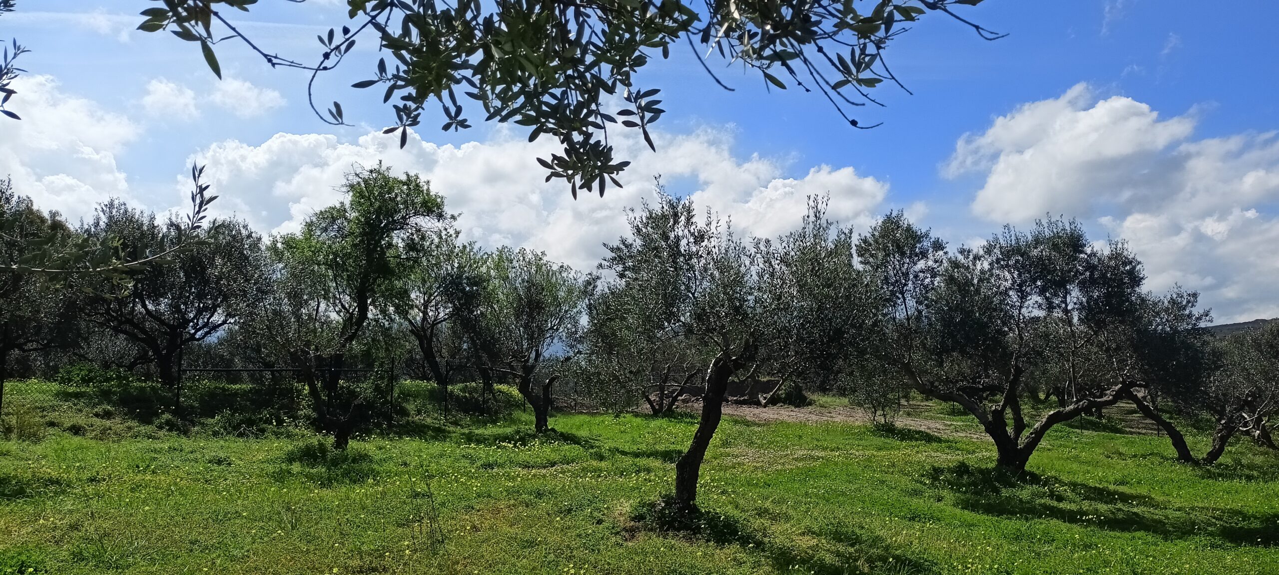 For Sale – Plot of Land in Nature, Karathiana, Municipality of Platanias