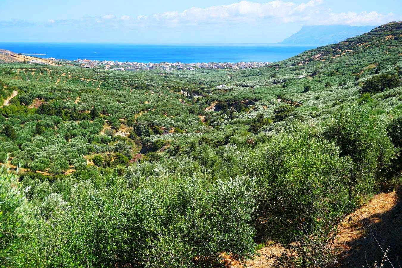 Large plot with olives trees and sea views in Kissamos