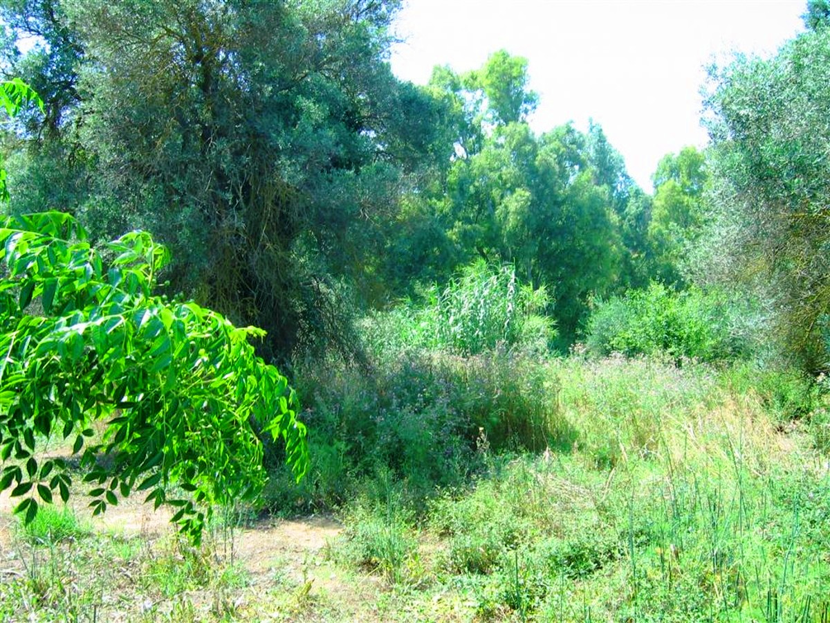 For sale plot in Syrili, Platanias Municipality