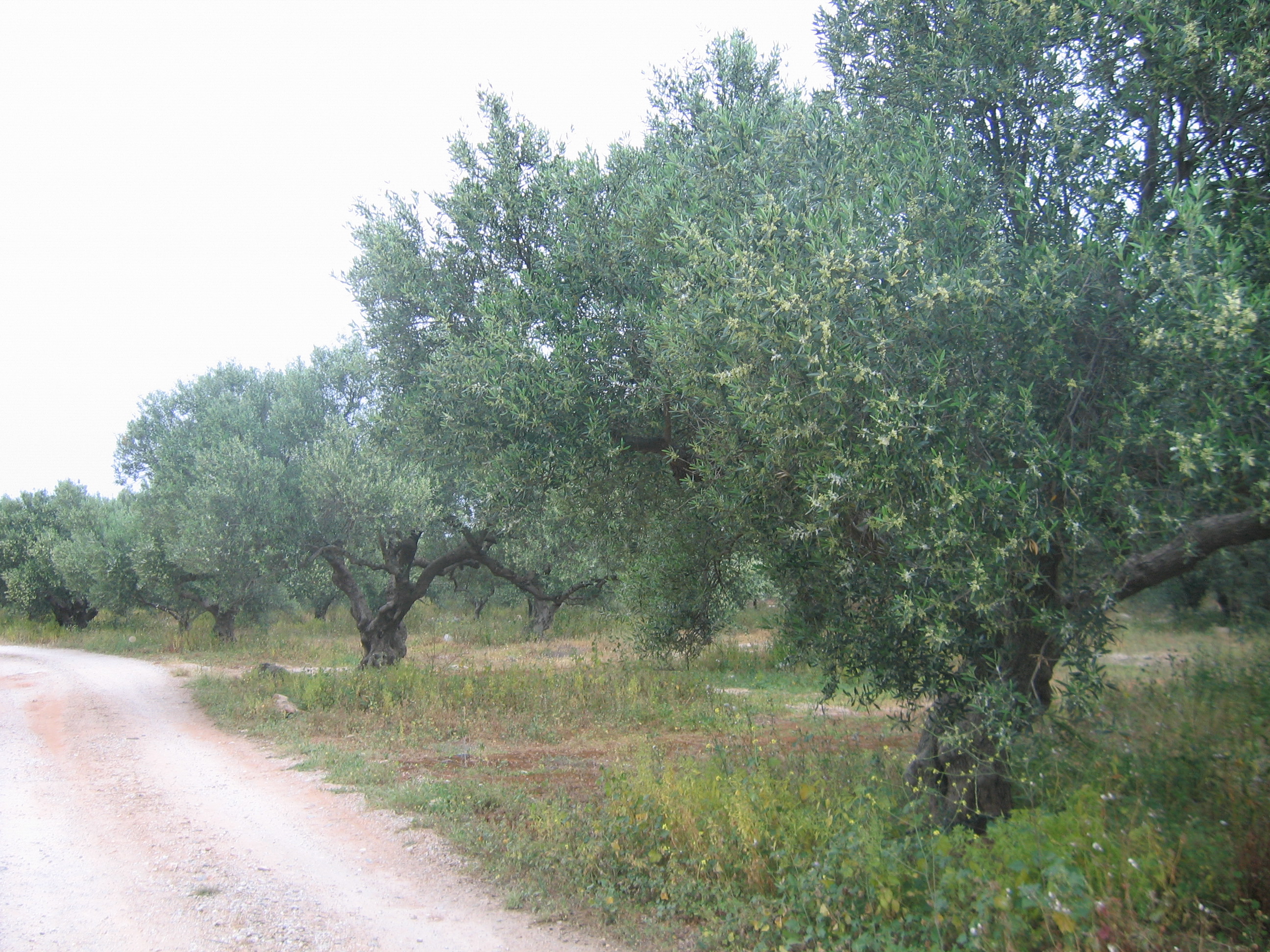 Large plot of land with a beautiful view of the mountains  in Chorafakia - Αkrotiri