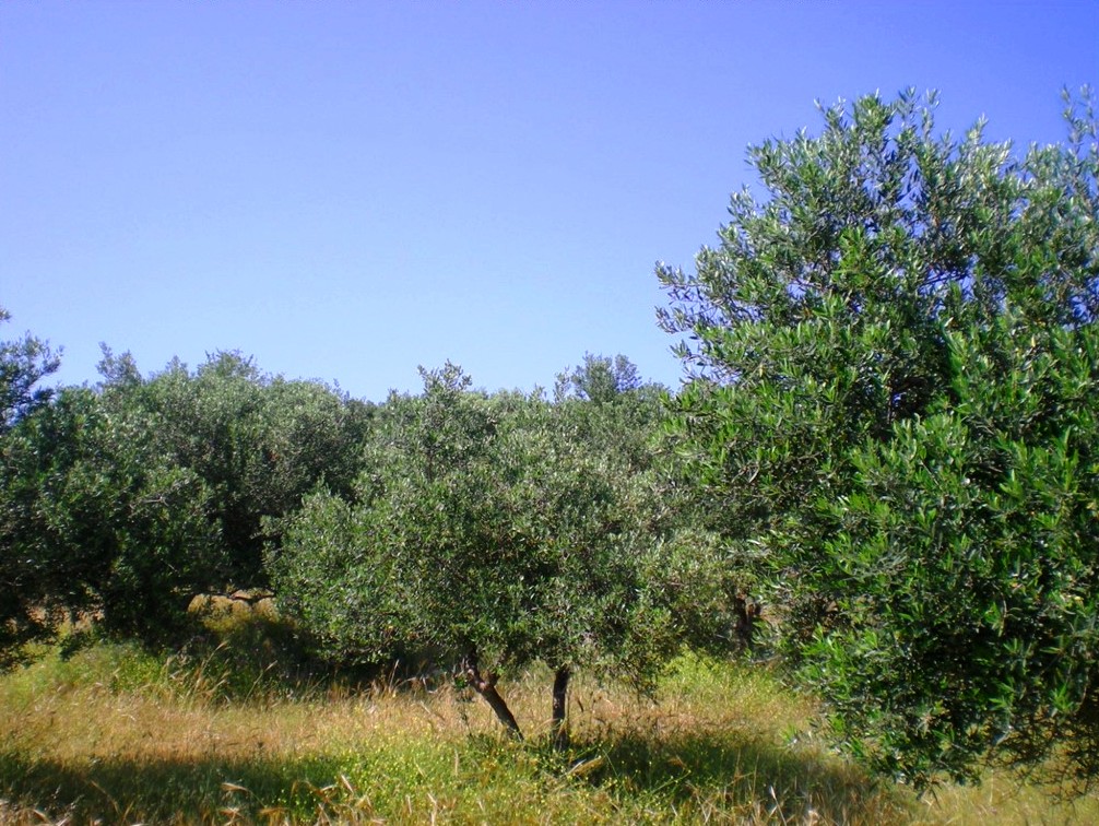 Agricultural land with 45 olive trees