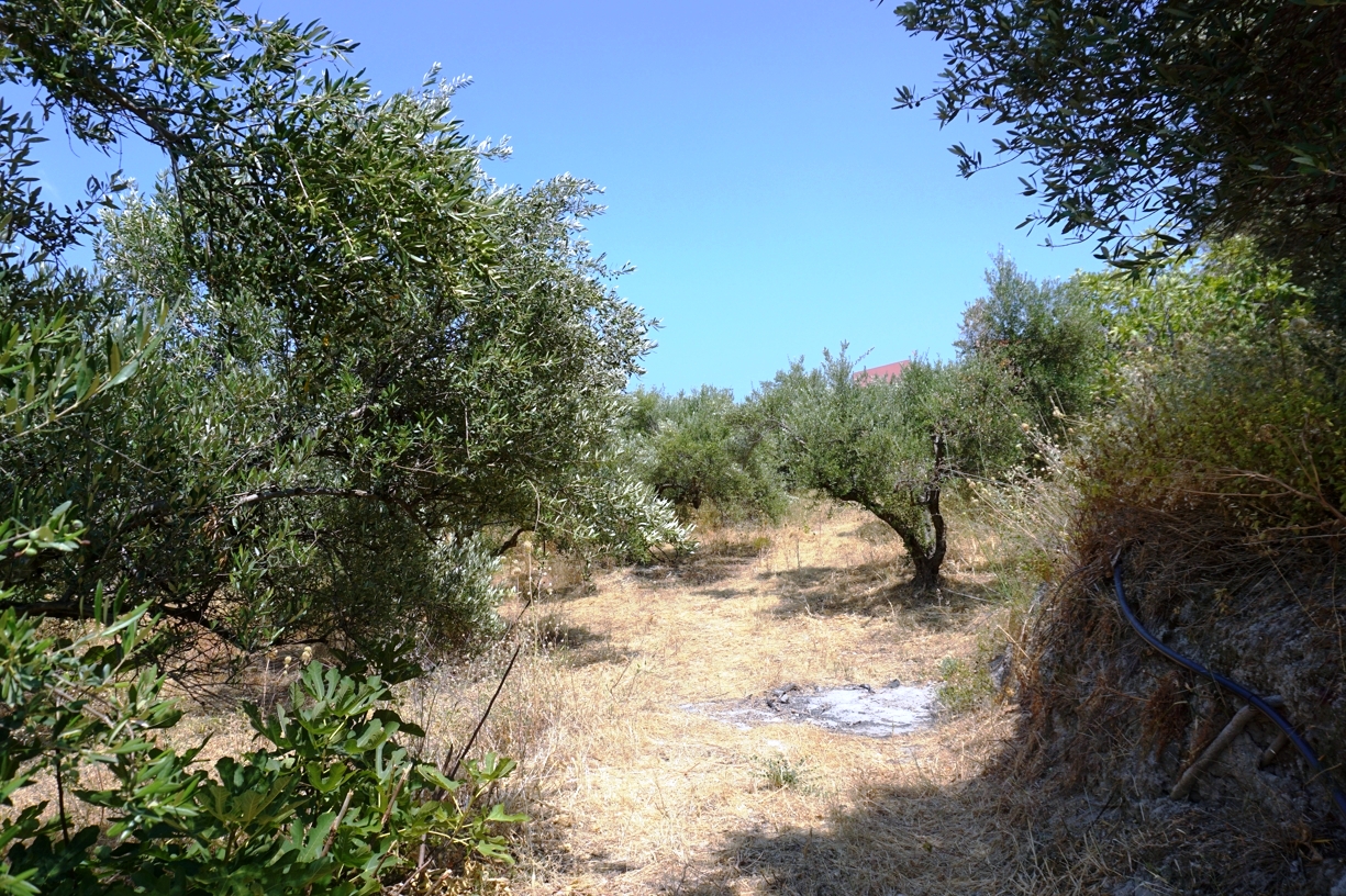 For sale a large agricultural land with olive trees