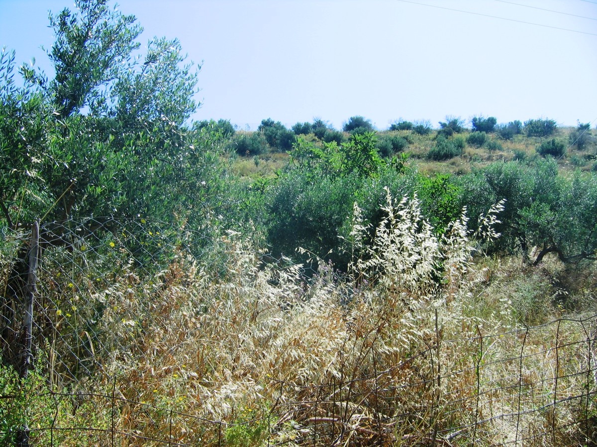Land in Megala Chorafia