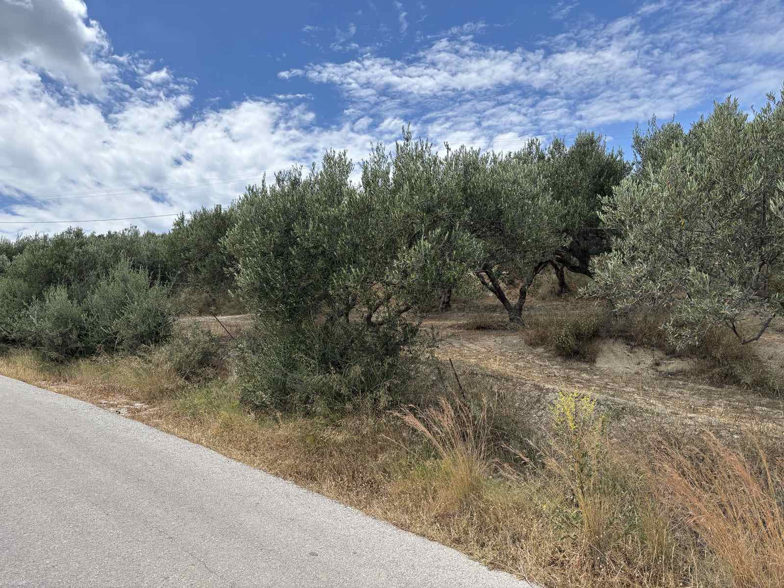 Plot for sale in Lousakies, Municipality of Kissamos with 538 Trees