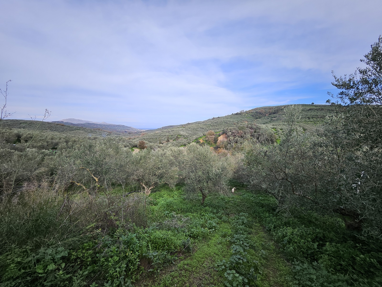 Land for sale in Voukolies Chania. ID 03-3178