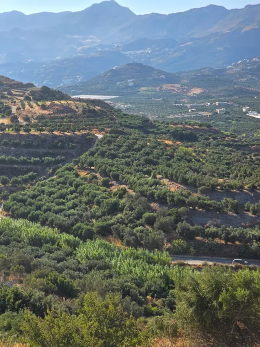 Land for sale in Lefkogia Rethymno. ID 13-3083