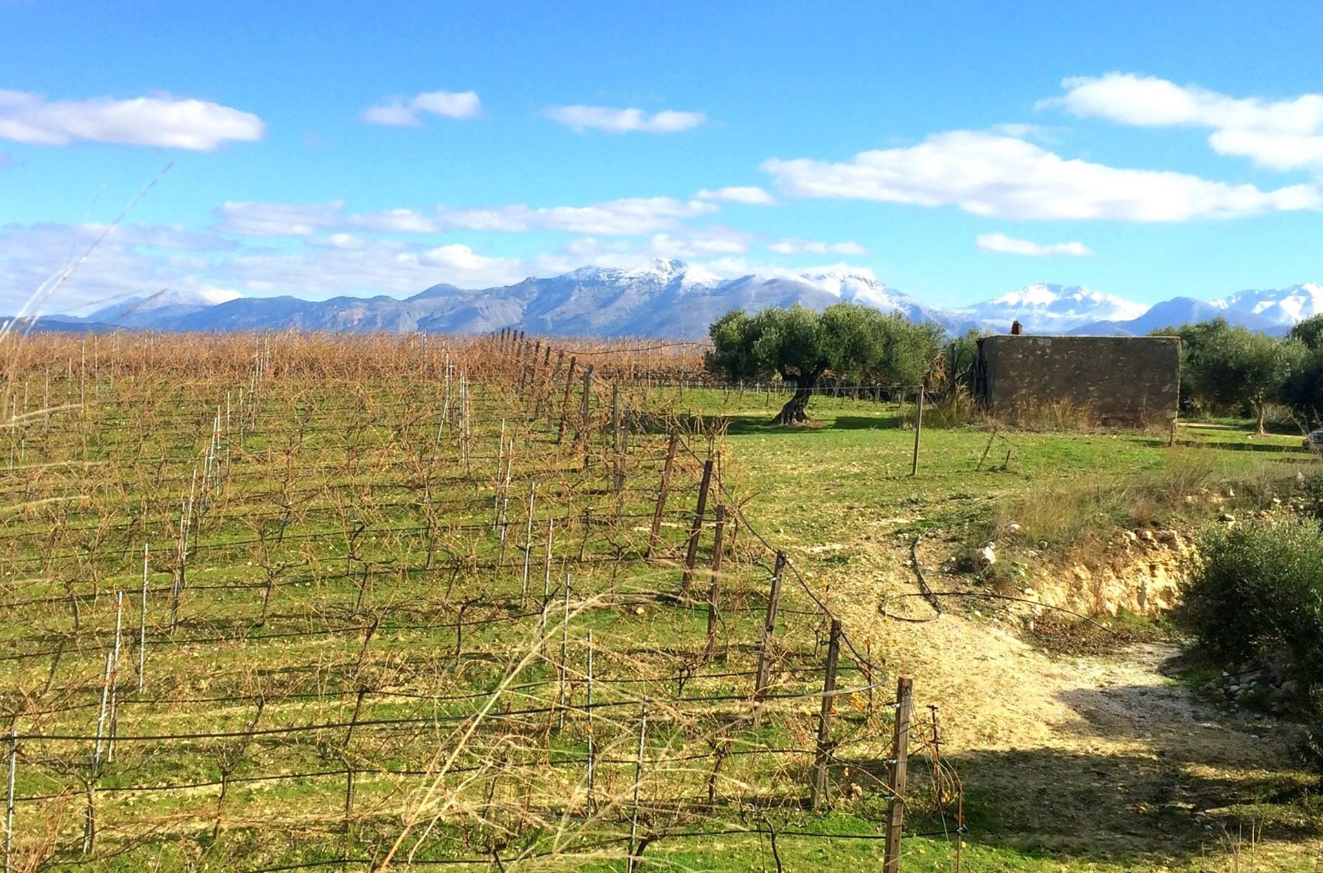 Land with Vineyards for sale near Heraklion. ID 23-2933